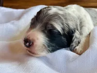 Violet, a female Bernedoodle for sale in Tijeras, NM – 6 of 10