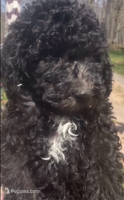 Max – Poodle - Standard  puppy for sale in Big Stone Gap, VA