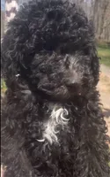 Max, a male Poodle - Standard  for sale in Big Stone Gap, VA – 1 of 1