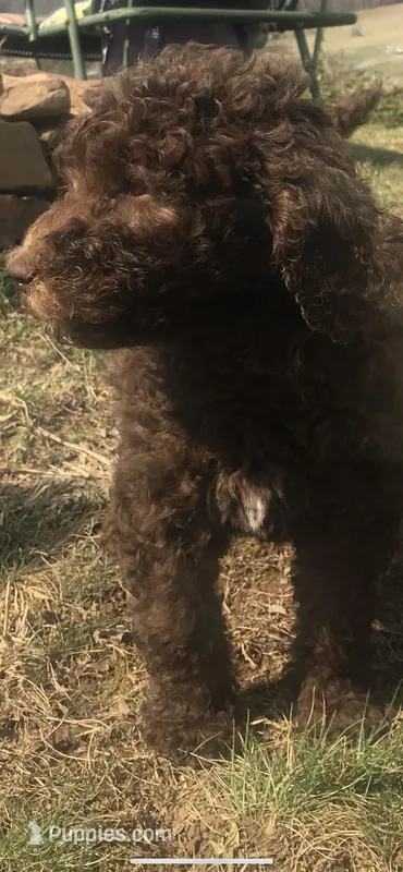 Elvis – Poodle - Standard  puppy for sale in Big Stone Gap, VA