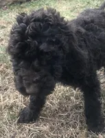 Charlotte , a female Poodle - Standard  for sale in Big Stone Gap, VA – Photo 1 of 2