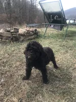 Charlotte , a female Poodle - Standard  for sale in Big Stone Gap, VA – Photo 2 of 2