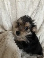 Rosco, a male Yorkipoo for sale in Saint Joseph, MO – 3 of 3