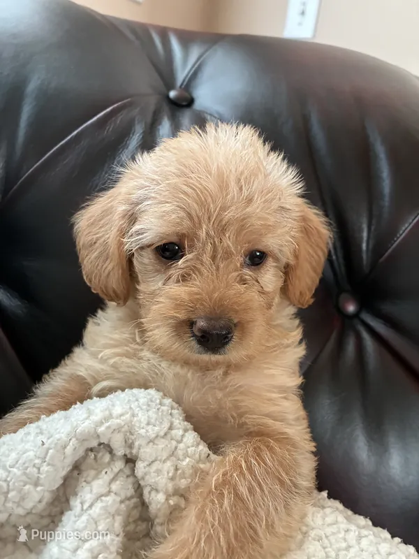 Rocco – Cockapoo puppy for sale in Saint Joseph, MO