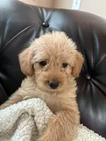 Rocco, a male Cockapoo for sale in Saint Joseph, MO – 1 of 2