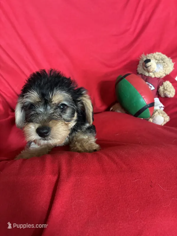 Rosco – Yorkipoo puppy for sale in Saint Joseph, MO