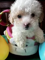 Patty, a female Shihpoo for sale in Saint Joseph, MO – Photo 1 of 3