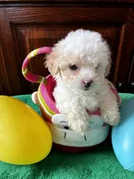 Patty, a female Shihpoo for sale in Saint Joseph, MO – Photo 2 of 3