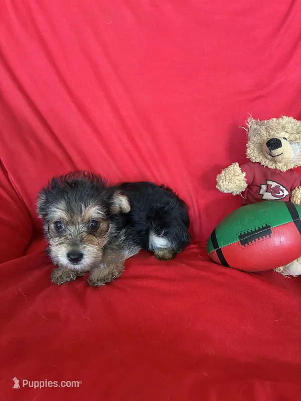 Rachael  – Yorkipoo puppy for sale in Saint Joseph, MO
