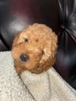 Rudy, a male Cockapoo for sale in Saint Joseph, MO – 2 of 2