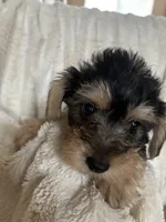 Rachael , a female Yorkipoo for sale in Saint Joseph, MO – 3 of 3