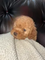 Susie, a female Cockapoo for sale in Saint Joseph, MO – 2 of 2