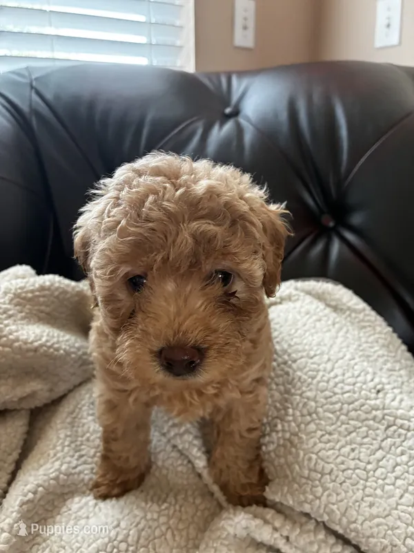 Ronnie – Cockapoo puppy for sale in Saint Joseph, MO