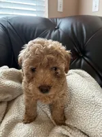 Ronnie, a male Cockapoo for sale in Saint Joseph, MO – 1 of 1