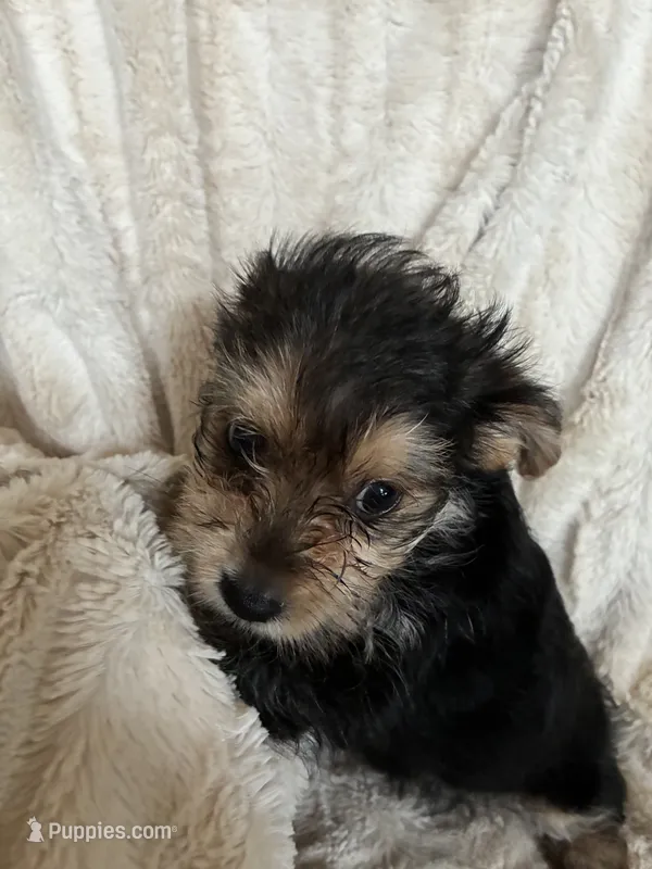 Rosco – Yorkipoo puppy for sale in Saint Joseph, MO