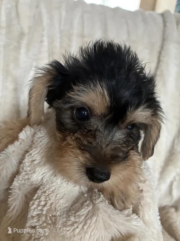 Rachael  – Yorkipoo puppy for sale in Saint Joseph, MO