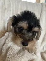 Rachael , a female Yorkipoo for sale in Saint Joseph, MO – 1 of 3