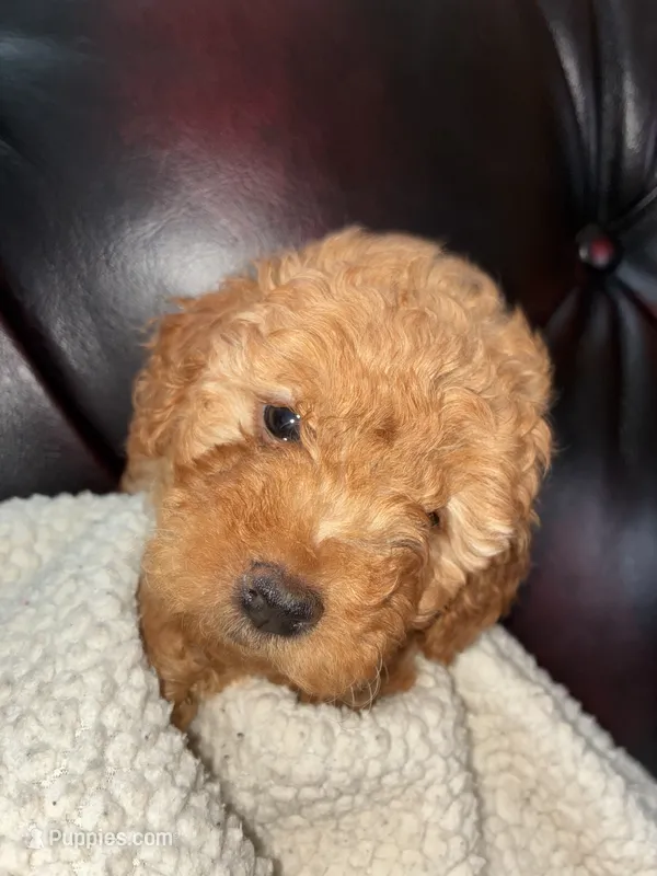 Rudy – Cockapoo puppy for sale in Saint Joseph, MO