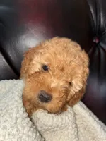 Rudy, a male Cockapoo for sale in Saint Joseph, MO – 1 of 2