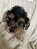 Rachael , a female Yorkipoo for sale in Saint Joseph, MO – 2 of 3