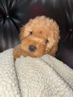 Susie, a female Cockapoo for sale in Saint Joseph, MO – 1 of 2