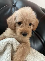 Rocco, a male Cockapoo for sale in Saint Joseph, MO – 2 of 2