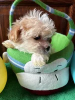 Pooh, a male Shihpoo for sale in Saint Joseph, MO – Photo 3 of 4