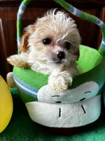Pooh, a male Shihpoo for sale in Saint Joseph, MO – Photo 1 of 4