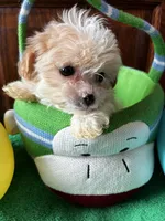 Pooh, a male Shihpoo for sale in Saint Joseph, MO – Photo 2 of 4