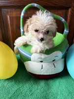 Pooh, a male Shihpoo for sale in Saint Joseph, MO – Photo 4 of 4