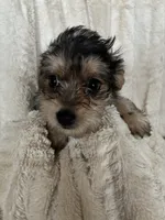 Rosco, a male Yorkipoo for sale in Saint Joseph, MO – 2 of 3