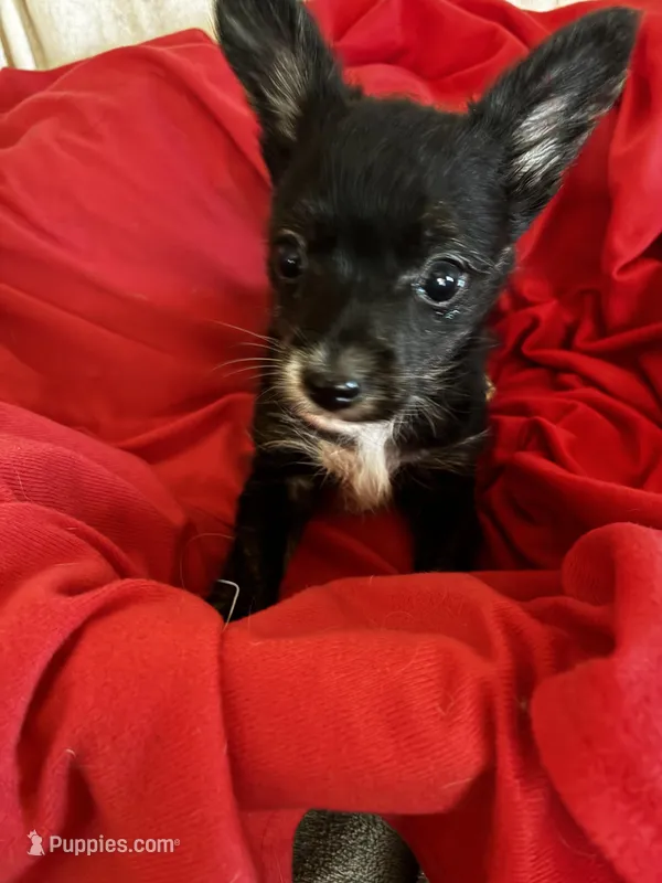 King Kong – Chihuahua puppy on hold in Saint Joseph, MO