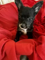 King Kong, a male Chihuahua for sale in Saint Joseph, MO – Photo 1 of 4