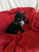 King Kong, a male Chihuahua for sale in Saint Joseph, MO – Photo 4 of 4