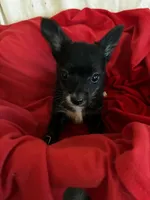 King Kong, a male Chihuahua for sale in Saint Joseph, MO – Photo 3 of 4