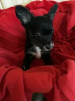 King Kong, a male Chihuahua for sale in Saint Joseph, MO – Photo 2 of 4
