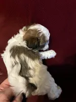 Precious, a female Shihpoo for sale in Saint Joseph, MO – Photo 2 of 2