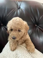 Sandy, a female Cockapoo for sale in Saint Joseph, MO – 1 of 1