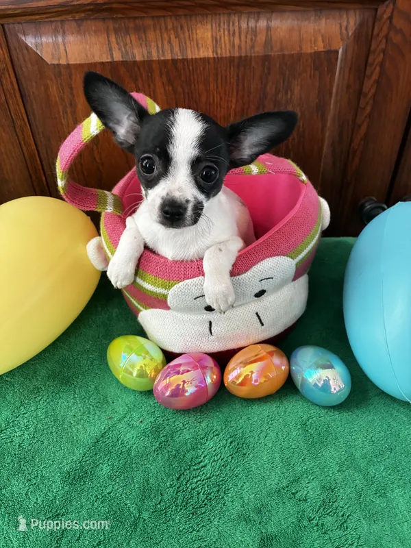 Bunny, a female Chihuahua for sale in Saint Joseph, MO – Photo 1 of 3