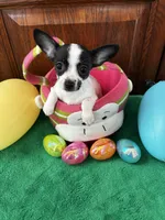 Bunny, a female Chihuahua for sale in Saint Joseph, MO – Photo 1 of 3