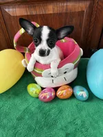 Bunny, a female Chihuahua for sale in Saint Joseph, MO – Photo 2 of 3