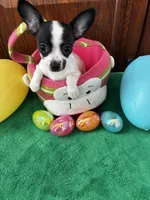 Bunny, a female Chihuahua for sale in Saint Joseph, MO – Photo 3 of 3