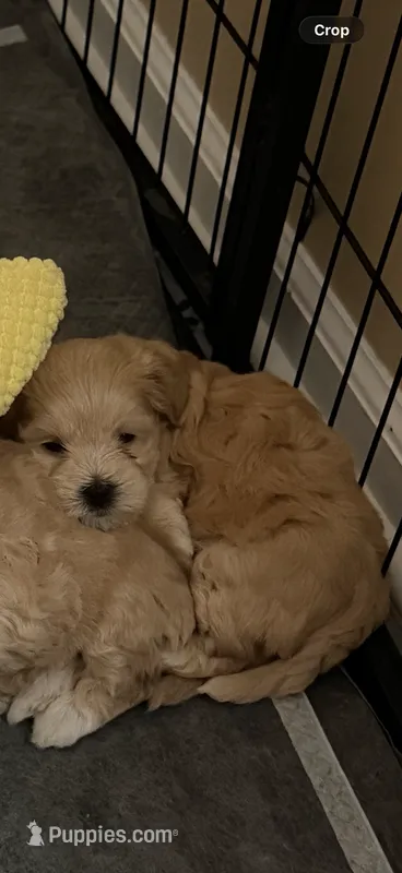 Bagel – Coton de Tulear, Poodle - Toy  puppy for sale in Dublin, OH