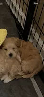 Bagel, a female Coton de Tulear and Poodle - Toy  for sale in Dublin, OH – 1 of 5