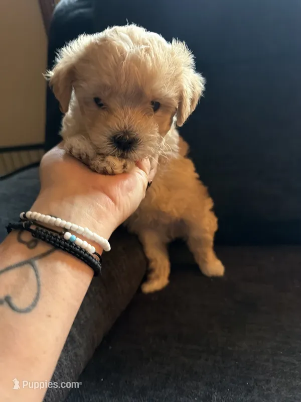 Kiwi – Coton de Tulear, Poodle - Toy  puppy for sale in Dublin, OH