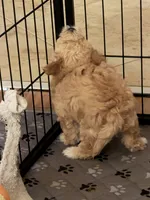 Bagel, a female Coton de Tulear and Poodle - Toy  for sale in Dublin, OH – 4 of 5