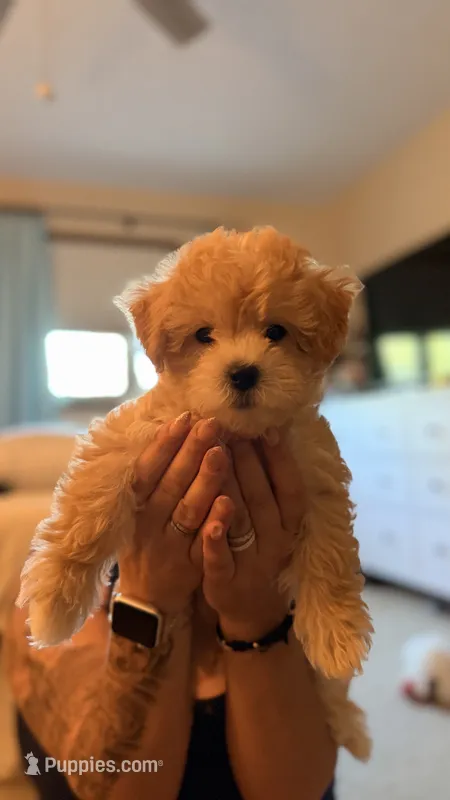 Kiwi – Coton de Tulear, Poodle - Toy  puppy for sale in Dublin, OH