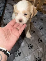 Emmi, a female Coton de Tulear and Poodle - Toy  for sale in Dublin, OH – 2 of 5