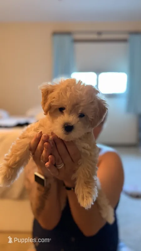 Bagel – Coton de Tulear, Poodle - Toy  puppy on hold in Dublin, OH