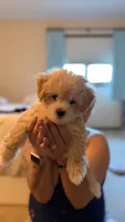 Bagel, a female Coton de Tulear and Poodle - Toy  for sale in Dublin, OH – 1 of 8